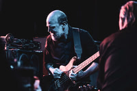 Swans in concert