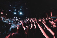 Swans in concert