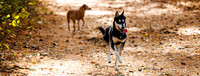 Dogs at Lowell-Tyngsboro-Dracut SF Oct 2025