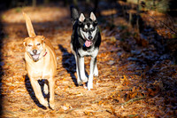 Dogs at Hopkinton SF Nov 2025