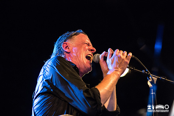 Swans in concert