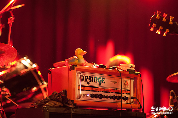 Swans in concert