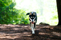 Dogs at Northwoods July 2025