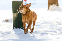 Dogs at Breakheart Dec 2025