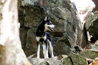 Dogs at Blue Hills Aug 2025