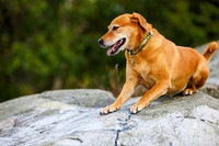 Dogs at Noanet Sept 2025