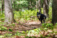 Dogs at Landlocked Forest May 2025