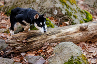 Dogs at Blue Hills Mar 2025
