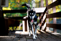 Dogs at Hale Woods Oct 2025