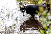 Dogs at Beaver Brook Oct 2025