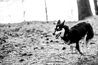 Dogs at Wompatuck Nov 2025