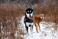 Dogs Beaver Brook Dec 2025