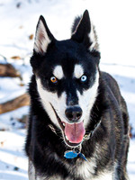 Dogs at Cranberry Hill Jan 2026