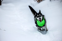 Dogs in the snow, The Fells Jan 2026