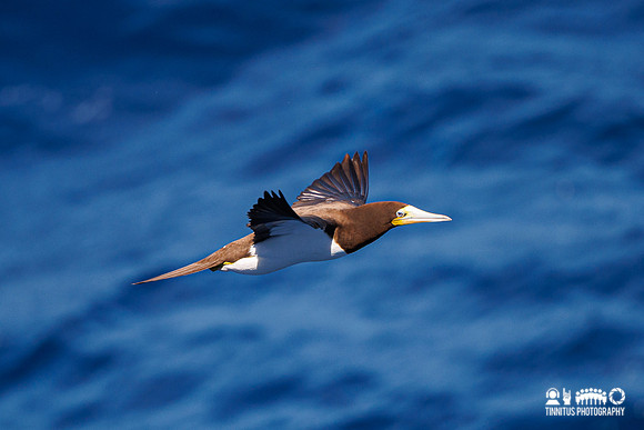 Brown booby in flight