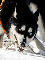 Dogs at The Fells Mar 2026