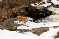 Dogs at Beaver Brook Mar 2026