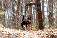 Dogs in the Goldsmith AVIS reservation