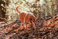 Dogs in the Goldsmith AVIS reservation