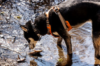 Dogs in the Goldsmith AVIS reservation