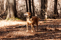 Dogs in the Goldsmith AVIS reservation