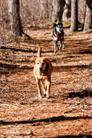 Dogs in the Goldsmith AVIS reservation