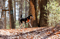 Dogs in the Goldsmith AVIS reservation