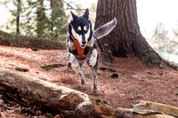 Dogs in the Goldsmith AVIS reservation