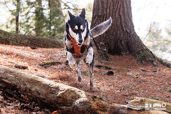 Dogs in the Goldsmith AVIS reservation