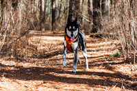 Dogs in the Goldsmith AVIS reservation