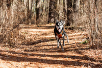 Dogs in the Goldsmith AVIS reservation