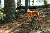 Dogs in the Goldsmith AVIS reservation