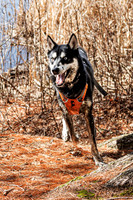 Dogs in the Goldsmith AVIS reservation