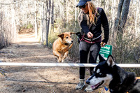 Dogs in the Goldsmith AVIS reservation