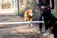 Dogs in the Goldsmith AVIS reservation