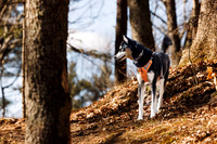 Dogs in the Goldsmith AVIS reservation