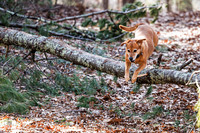 Dogs in the Goldsmith AVIS reservation