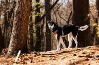 Dogs in the Goldsmith AVIS reservation