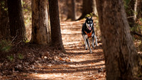 Dogs in the Goldsmith AVIS reservation