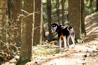 Dogs in the Goldsmith AVIS reservation