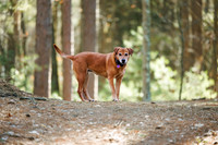 Dogs in the Goldsmith AVIS reservation