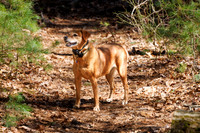 Dogs at Blue Hills Apr 2026