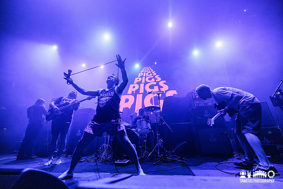 Pigs Pigs Pigs Pigs Pigs Pigs Pigs in concert