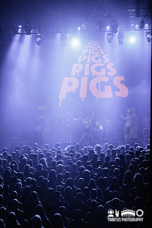 Pigs Pigs Pigs Pigs Pigs Pigs Pigs in concert