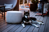 Dogs inside