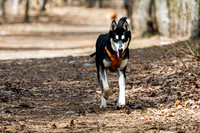 Jericho Town Forest Apr 2026
