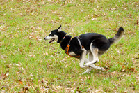 Dogs - Blueberry Brook, VT May 2026