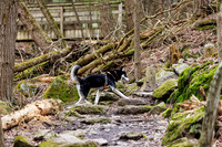 Dogs - Sucker Brook VT May 2026