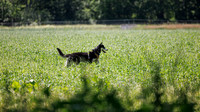 Dogs at Rocky Woods June 2026