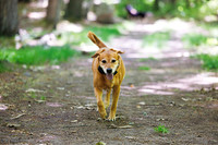 Dogs at Blue Hills June 2026